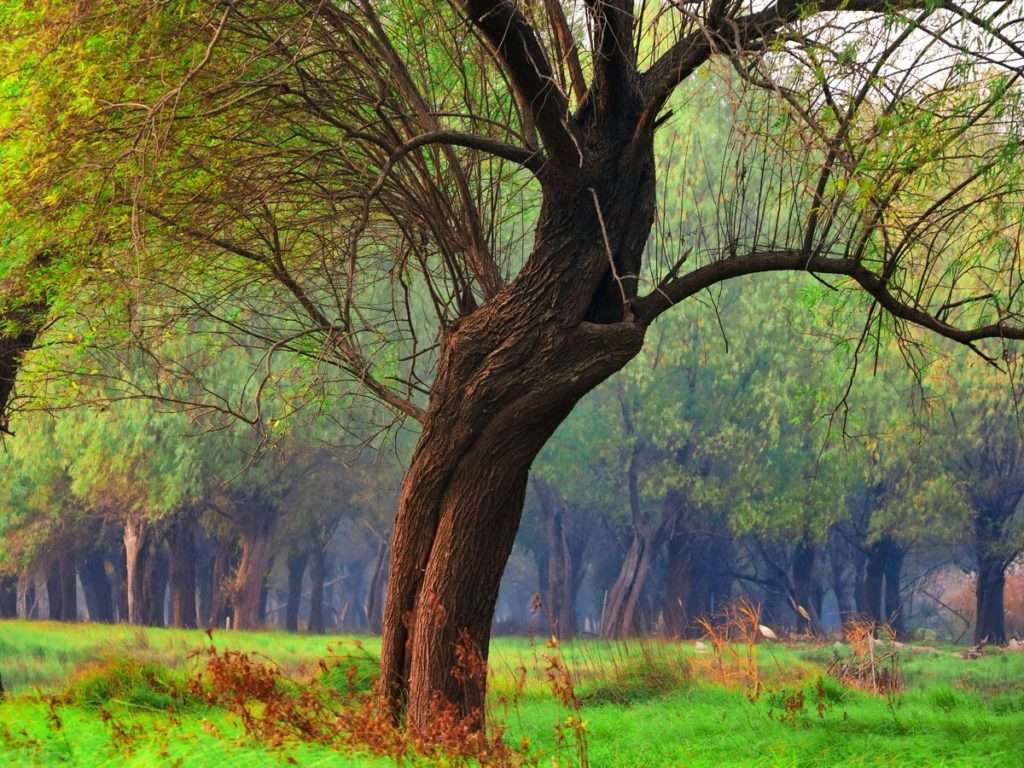 a tree in a field