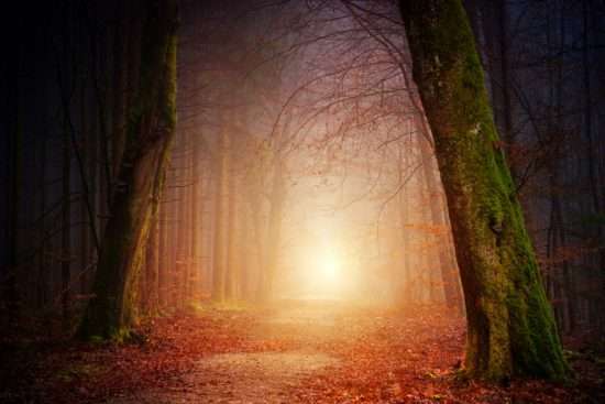 a path through a forest with trees and fog